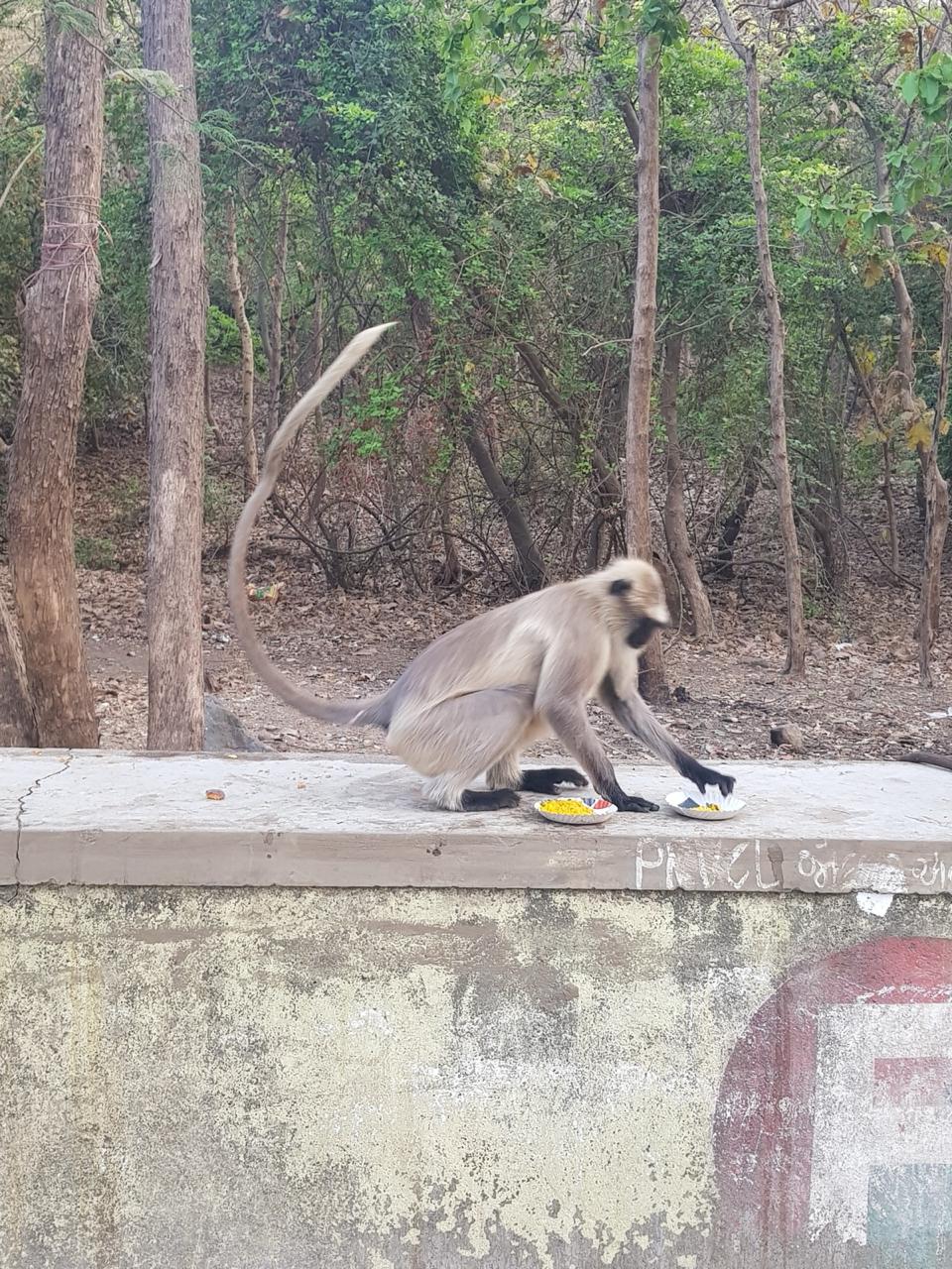 પશુ પક્ષી સેવા